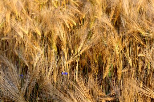 rye cereals nature