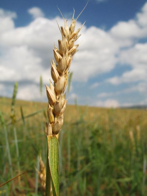 rye wheat harvest