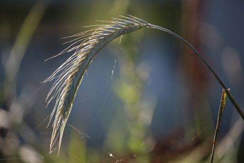 rye ear grass