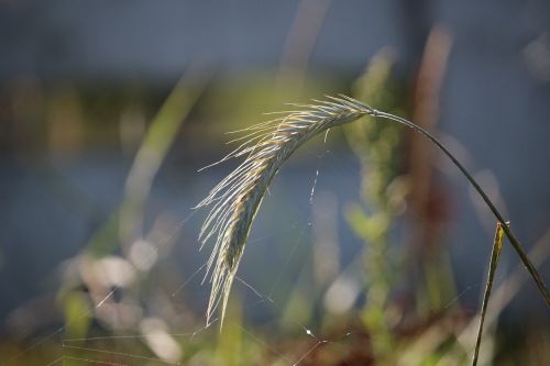rye ear grass