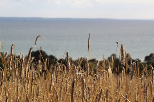 rye field sea denmark