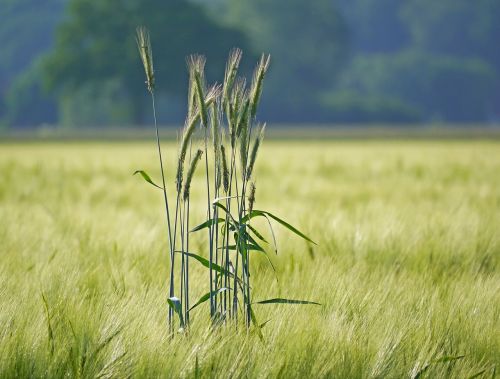 rye in barley field outstanding spike