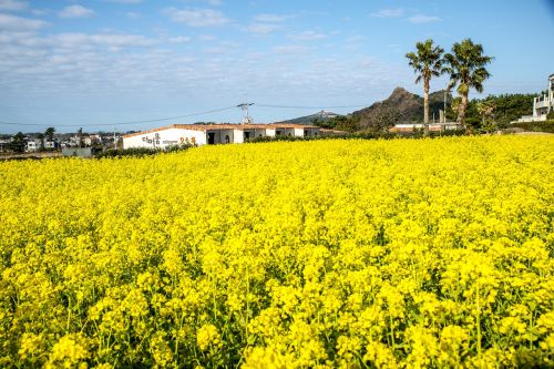 s rape flowers nature