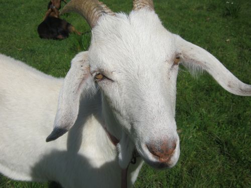Saanen/Anglo Nubian Goat