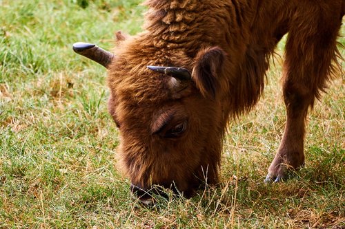 sababurg castle  animal  wisent