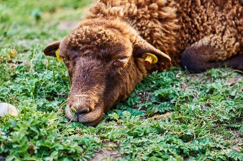 sababurg castle  animal  sheep