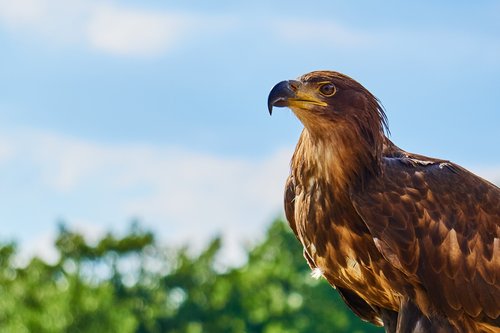 sababurg castle  animal  adler