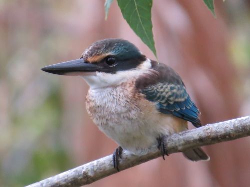 sacred kingfisher wildlife birds