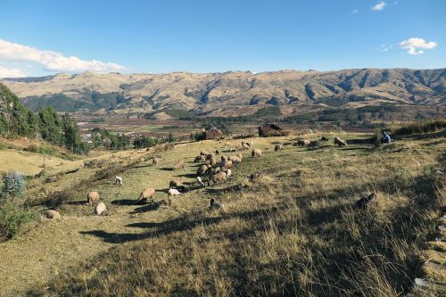 sacred valley cusco sheep