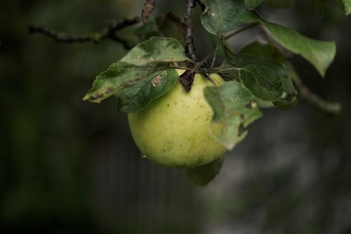 sad apple fruit