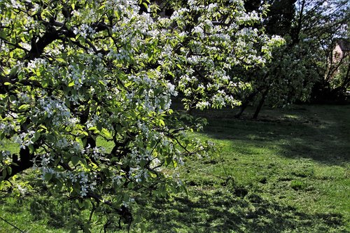 sad  spring  fruit trees