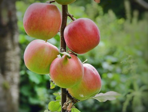 sad  apples  fruit