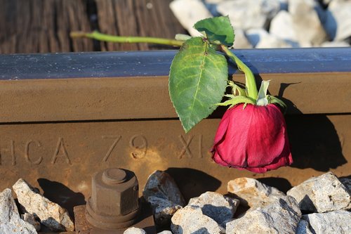 sad red rose  railway  lost love