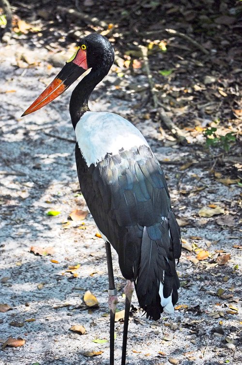 saddle-billed stork  bird  wildlife