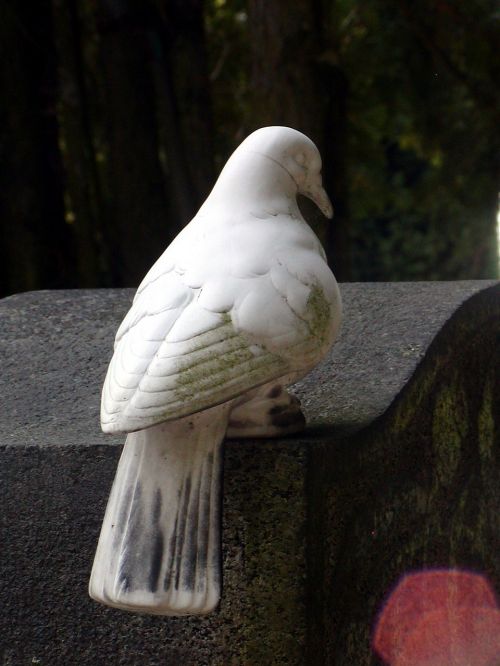 sadness death dove