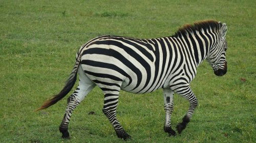 zebra safari africa