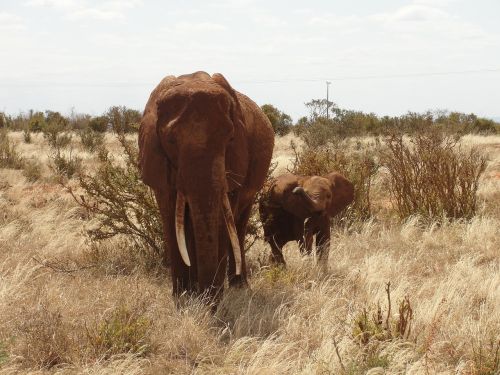 safari kenya elephant calf