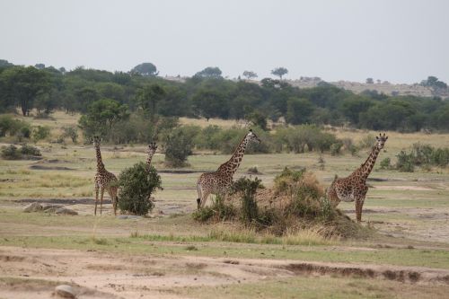 safari wildlife animal