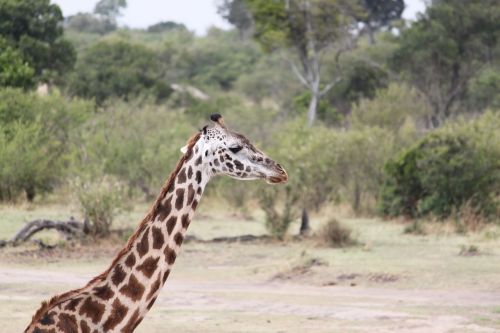 safari wildlife animal