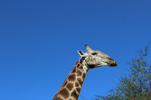safari giraffe neck