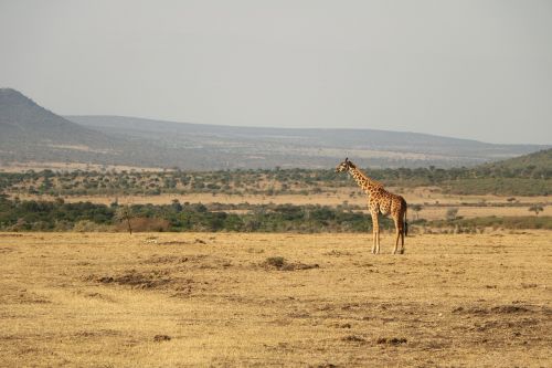 safari desert nature