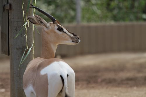 safari zoo animal