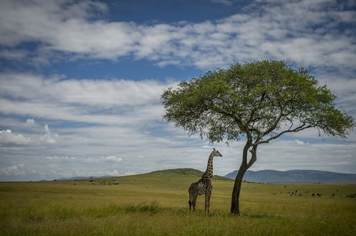 safari  africa  giraffe