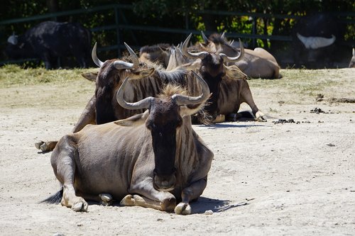 safari  animals  africa