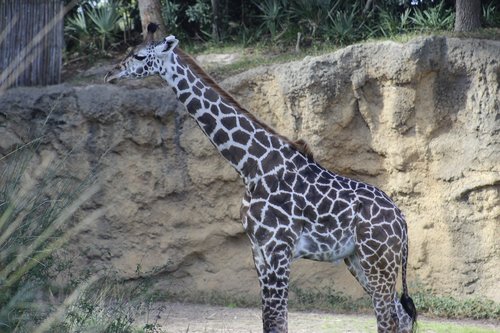 safari  park  animal