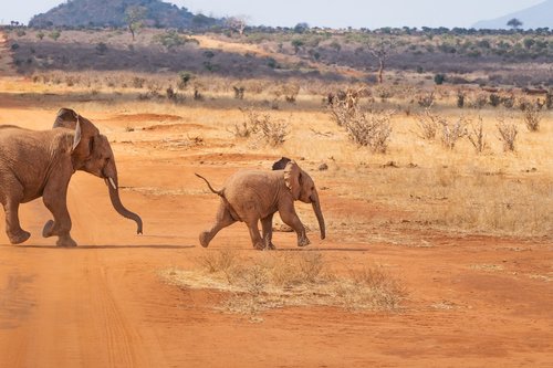 safari  elephant  landscape