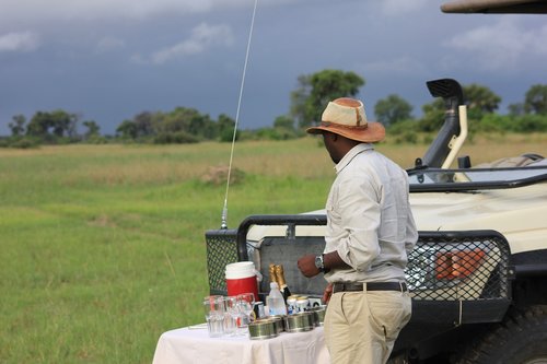 safari  africa  nature