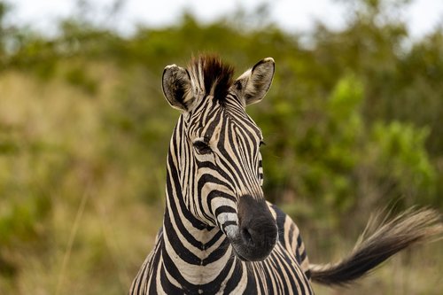 safari  africa  zebra