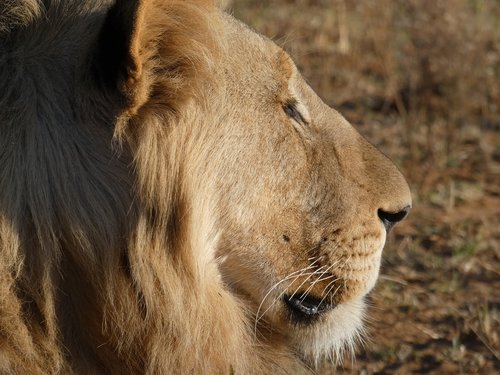 safari  lion  africa