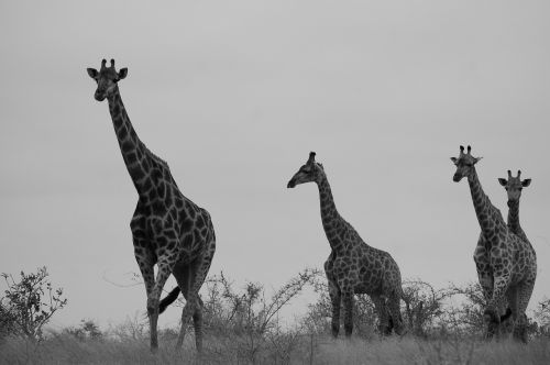 safari giraffe africa