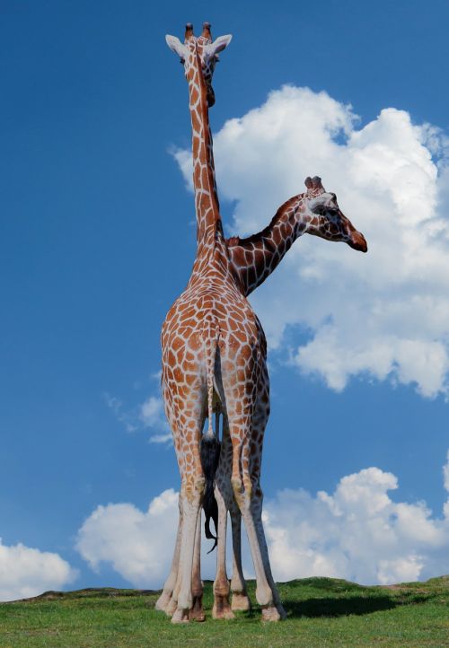 safari giraffes heads
