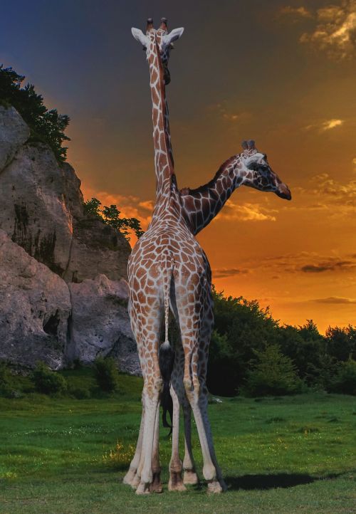 safari giraffes heads