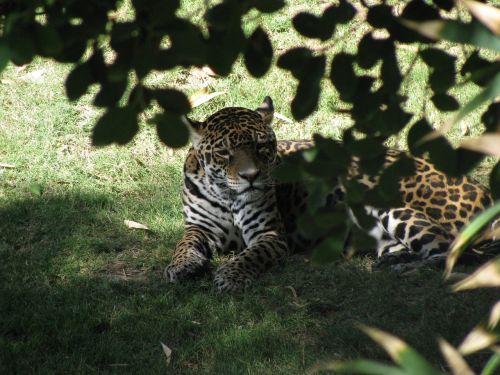 safari nature africa