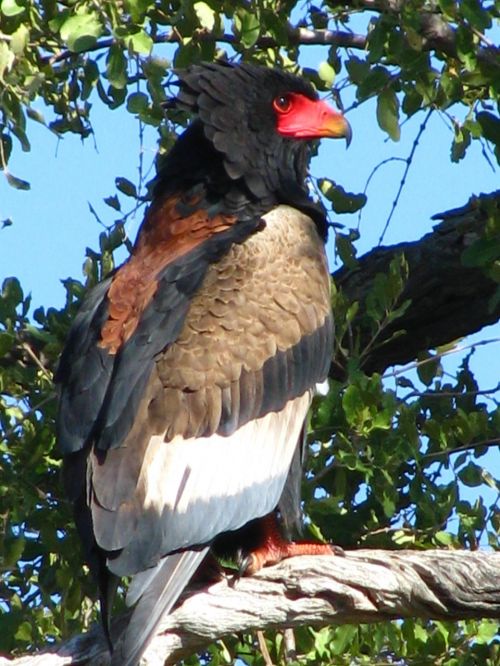 safari animal bird