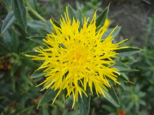 safflower flower saffron