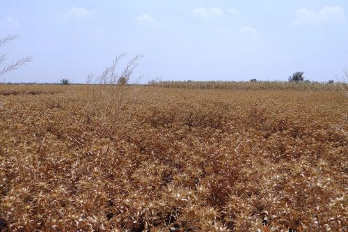 safflower fields crop ripe