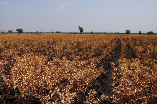 safflower fields crop ripe