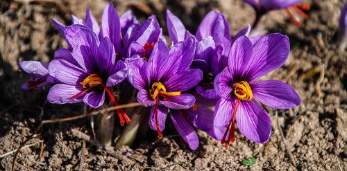 saffron flower nature