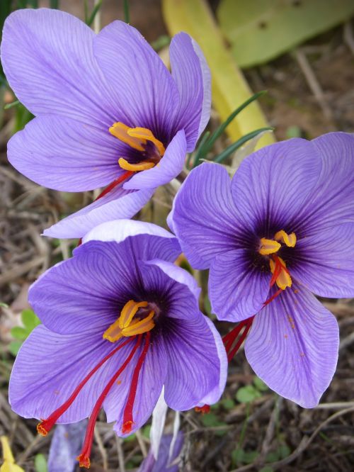 saffron crocus flower flowers