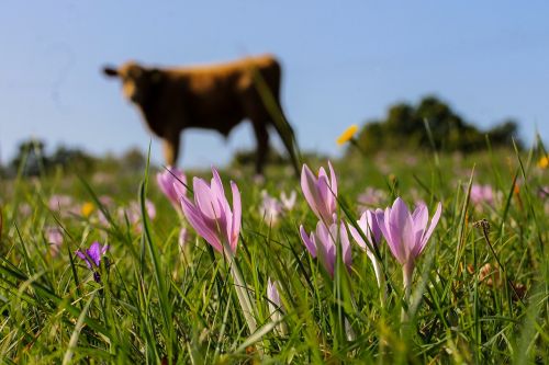 saffron legally protected meadow