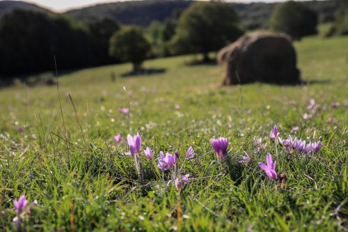 saffron legally protected flower