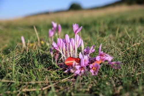 saffron legally protected flower