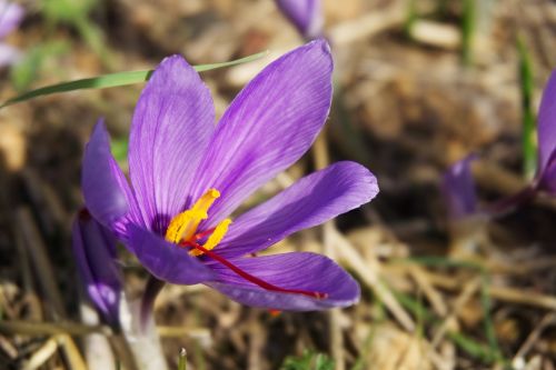 saffron crocus sativus saffron flower