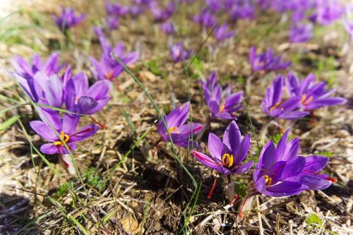 saffron crocus sativus harvest