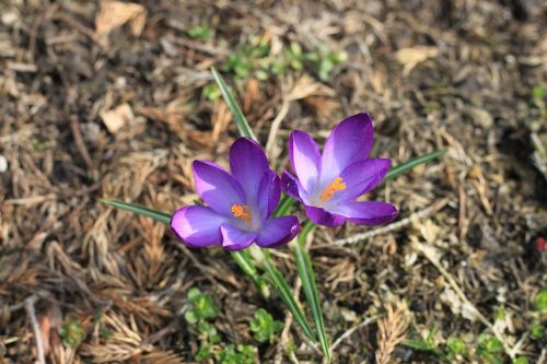 saffron krokus flowers