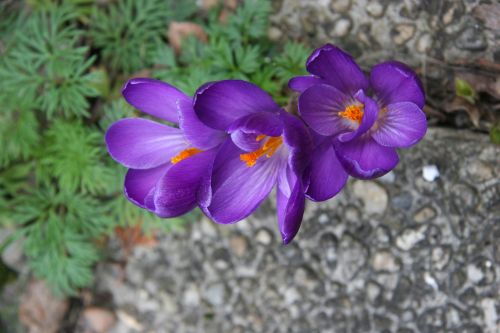 saffron flower flora
